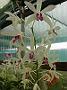 Tinonee-orchids-2 044